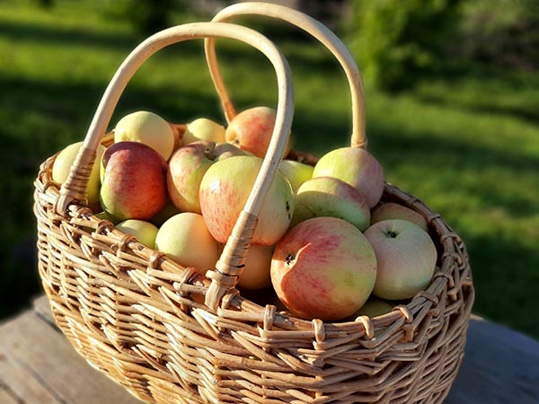 Яблочки из Садов на Кудебе в Пскове